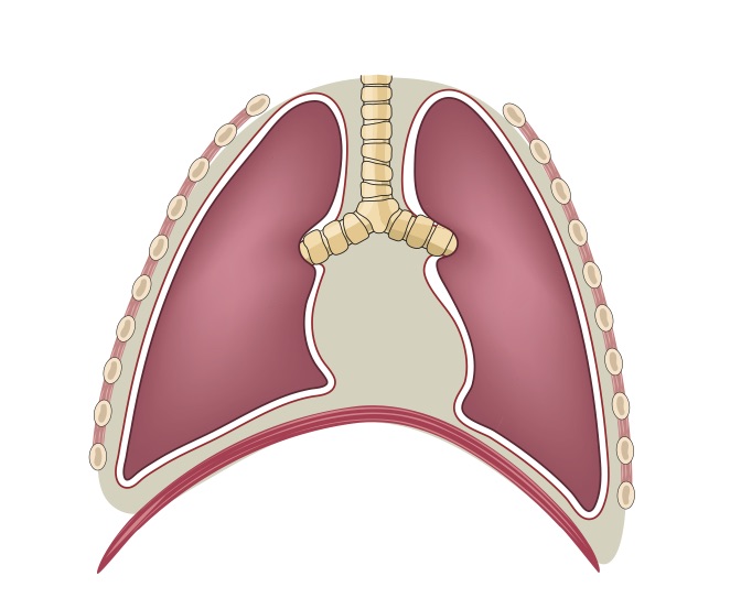 Lung for Level 1 PPW Blog